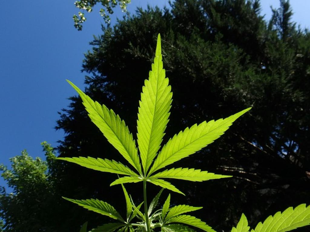 Hemp leaf